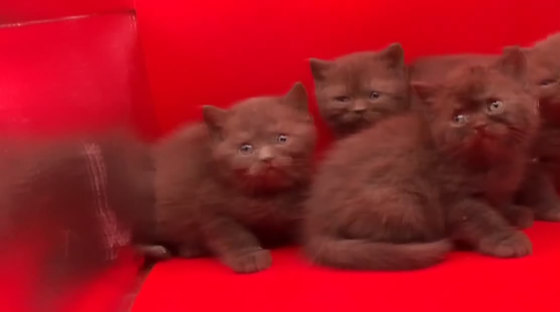 British Shorthair cats for sale: Pedigree Chocklate cinnamon British short hair  - Video 1