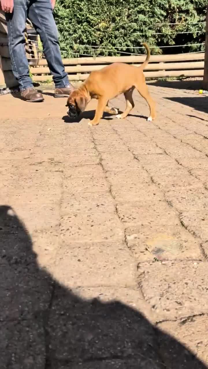 Boxer dogs for sale: Flashy litter of KC registered boxer puppies  - Video 1