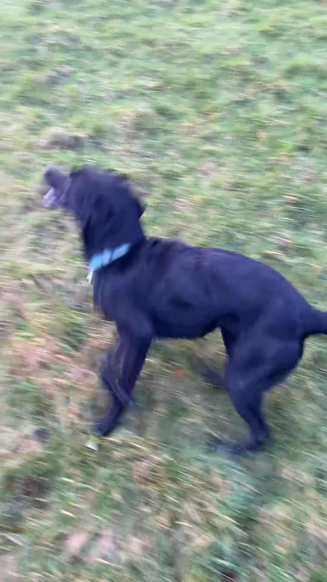 Labrador Retriever dogs for sale: Beautiful Black Labradors (option for training) in Launceston - Video 1