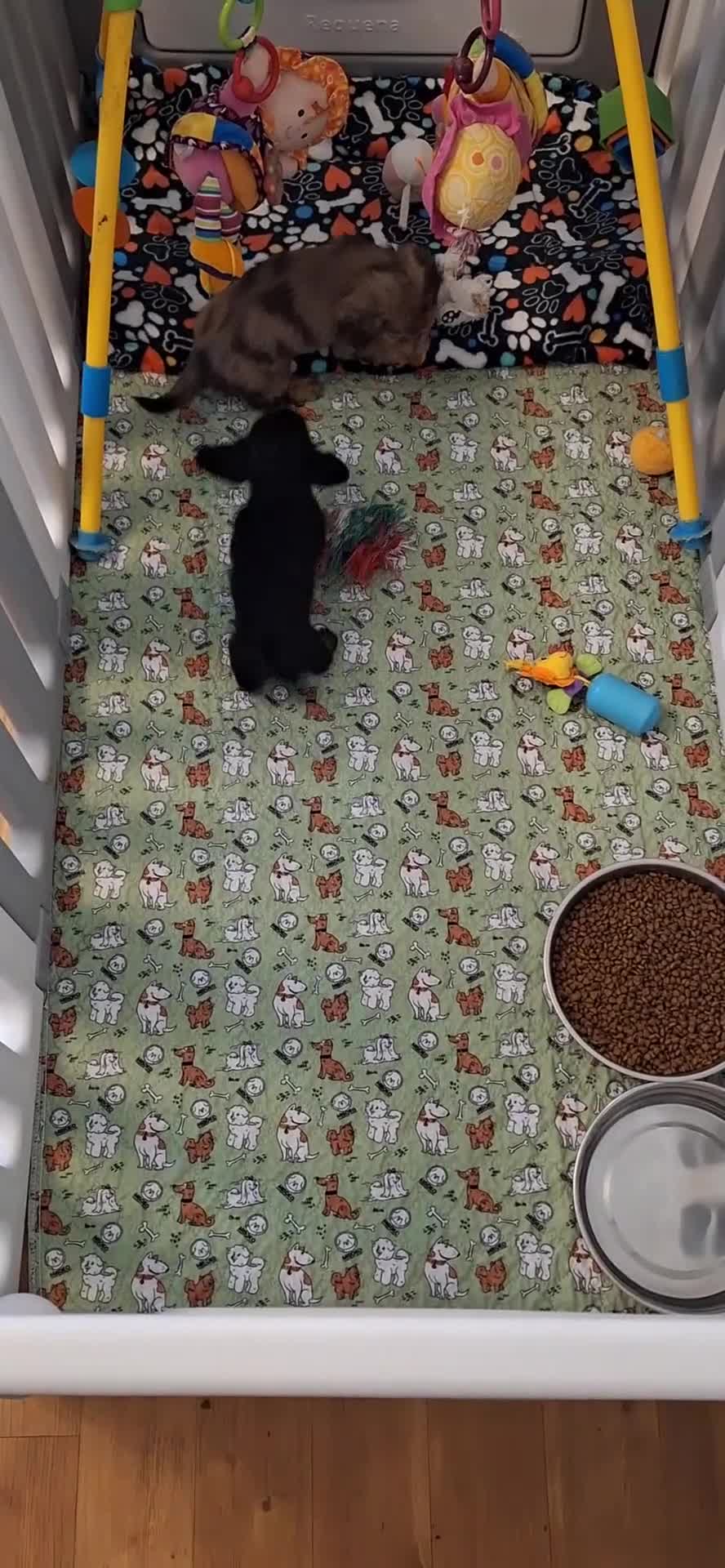 Miniature Dachshund dogs for sale: Waiting list for February litter KC long coat   - Video 3