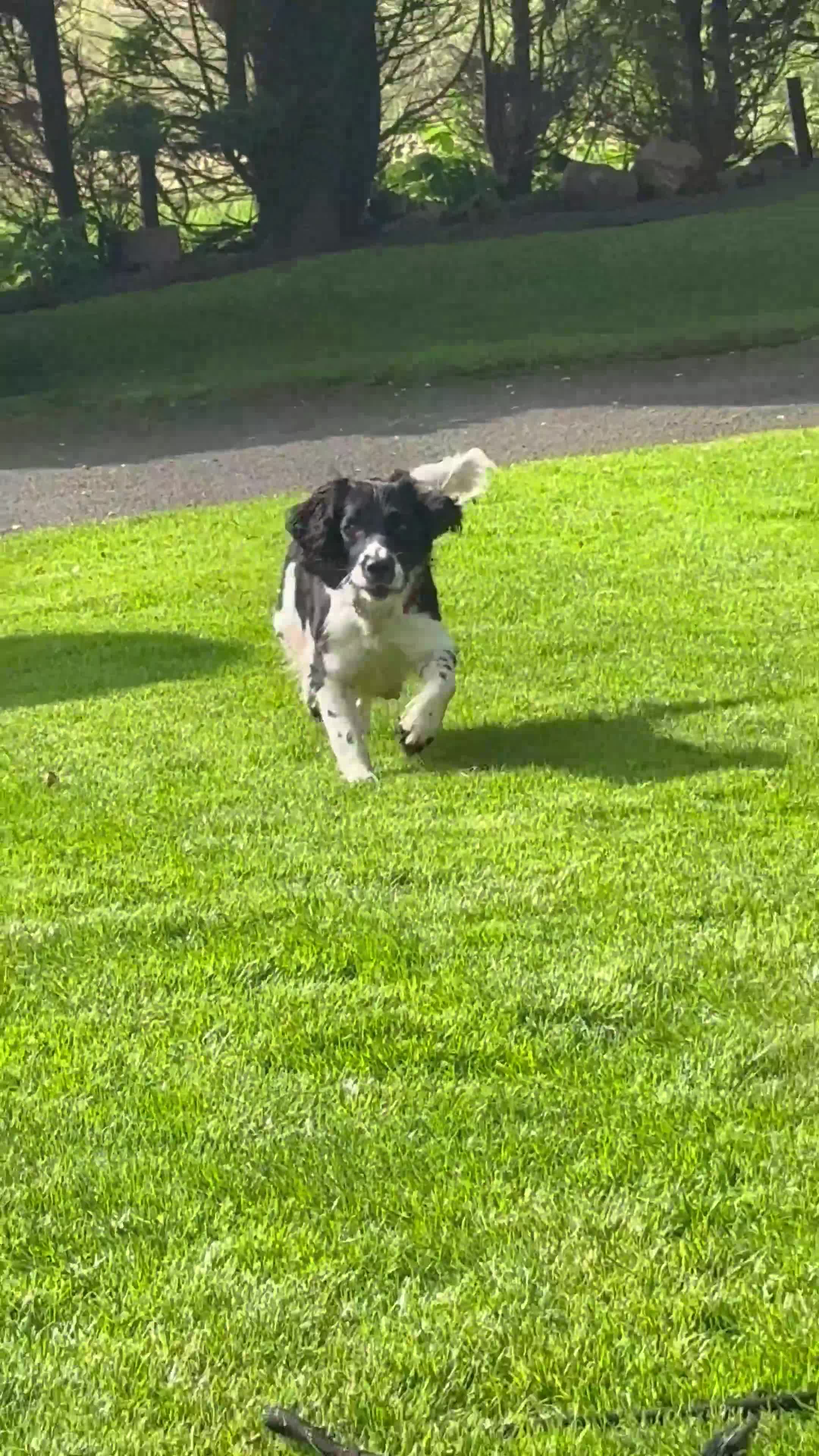 English Springer Spaniel dogs for sale: Springer Spaniels - Video 1