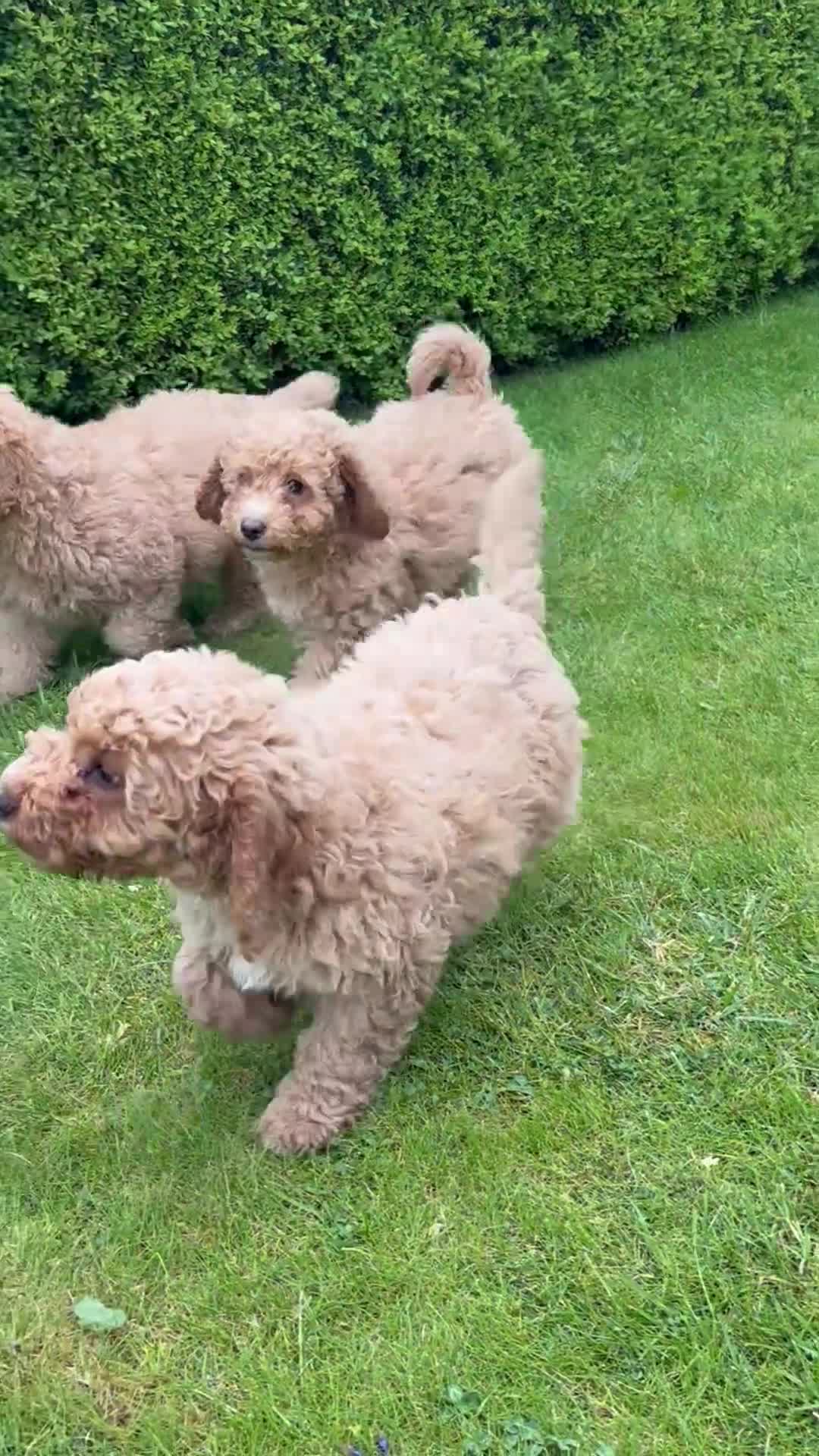 Cockapoo dogs for sale: Cockapoo Puppies!! 🐶  - Video 2