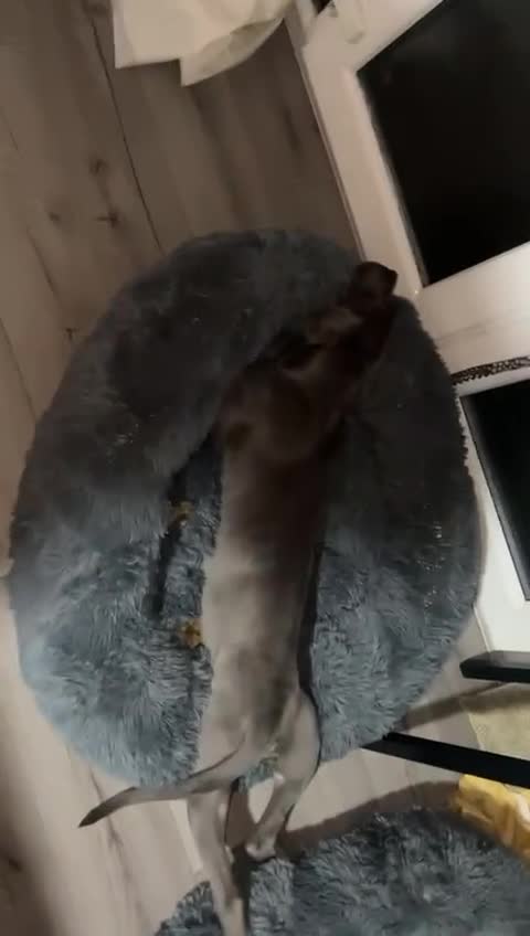 Cane Corso dogs for sale: Cane corsos  - Video 2