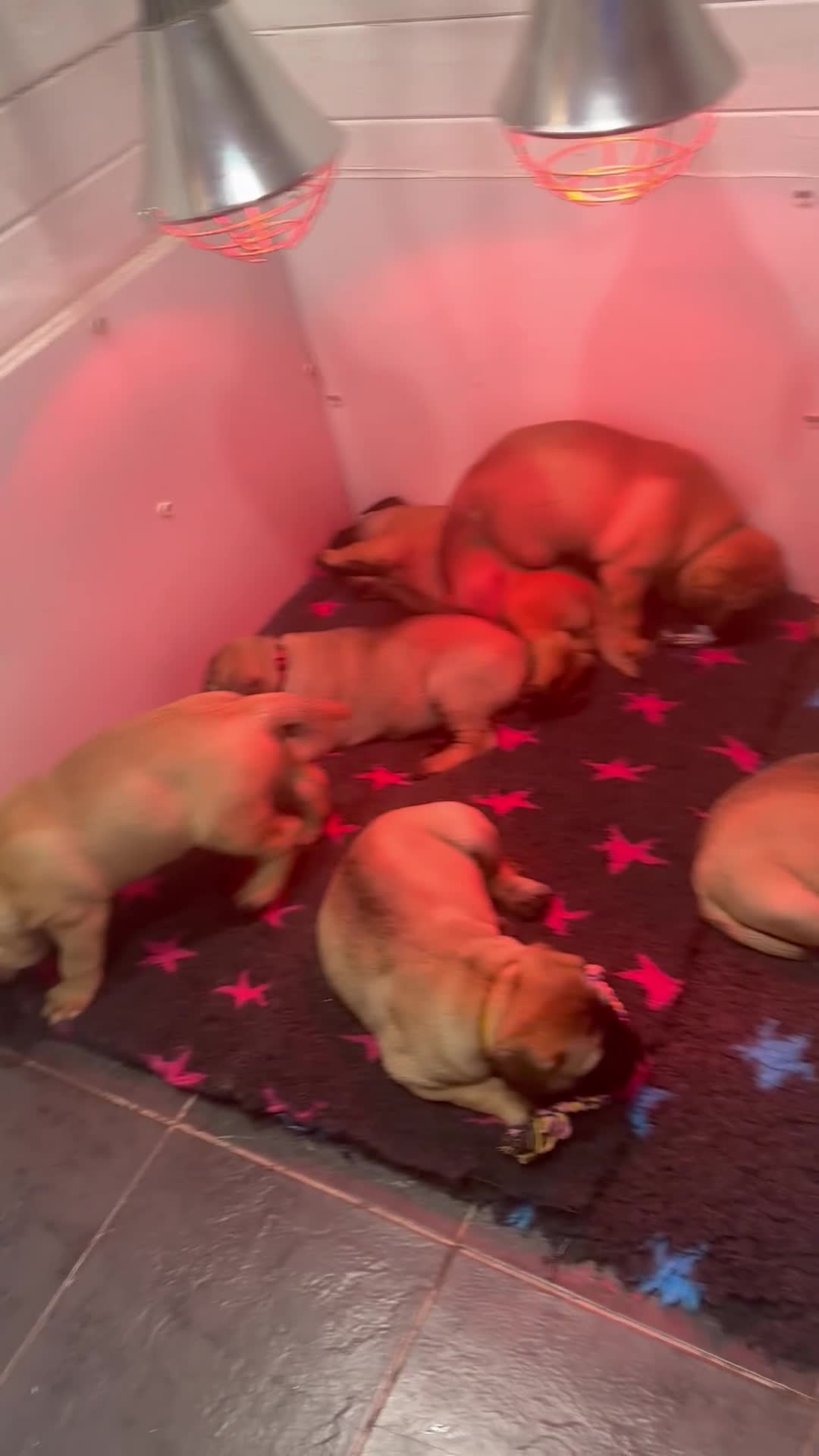Bullmastiff dogs for sale: ASBORN BULLMASTIFF PUPS - Video 1
