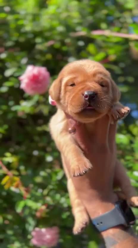 Labrador Retriever dogs for sale: Fox Red Labrador Retriever Puppies🐾 - Video 1