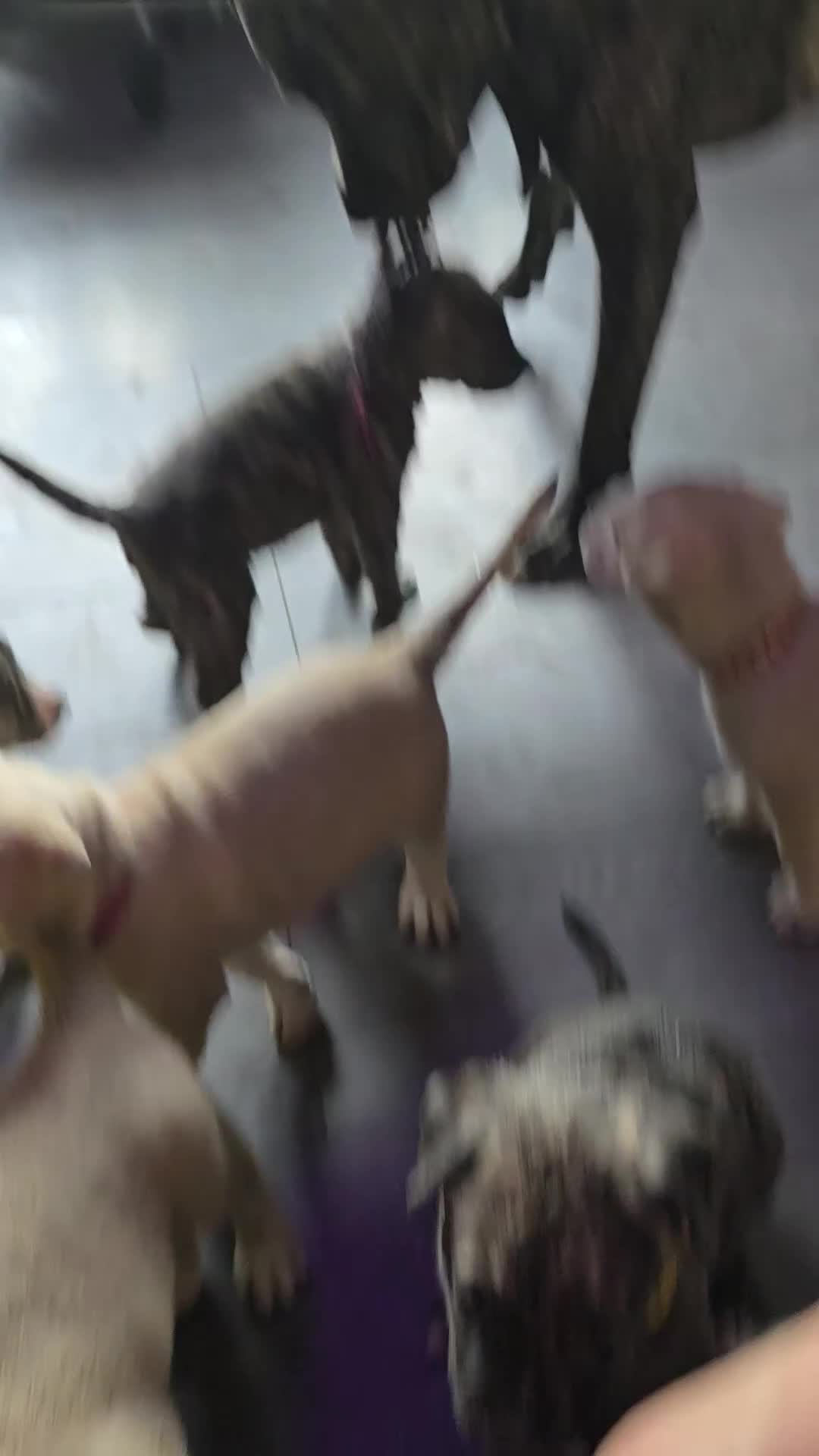 Mixed Breed dogs for sale: PEBBLES LEFTGerman shepherd cross puppies - Video 1