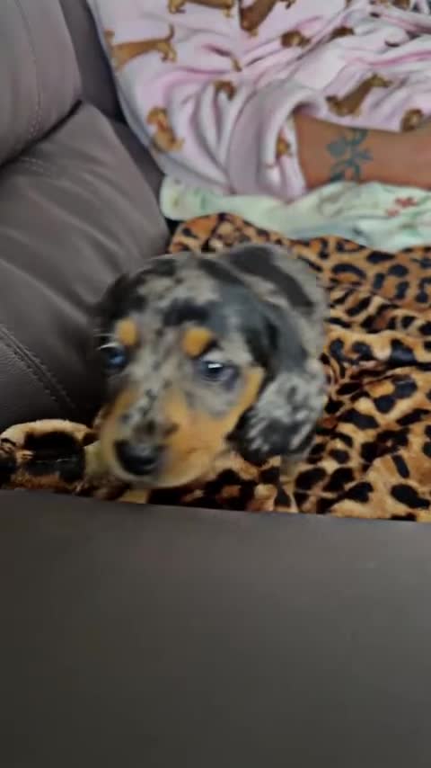 Dachshund dogs for stud: Dachshund for stud  - Video 1