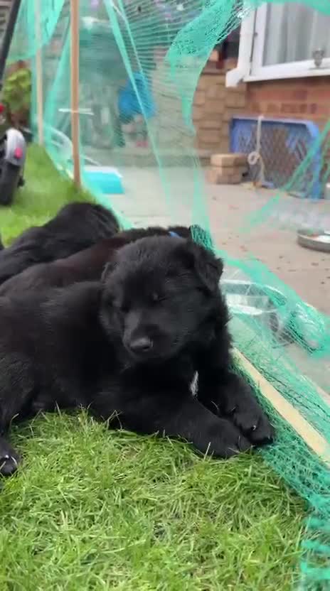 German Shepherd dogs for sale: Exceptional KC Reg DDR GSD Puppies Rare Bloodlines - Video 3