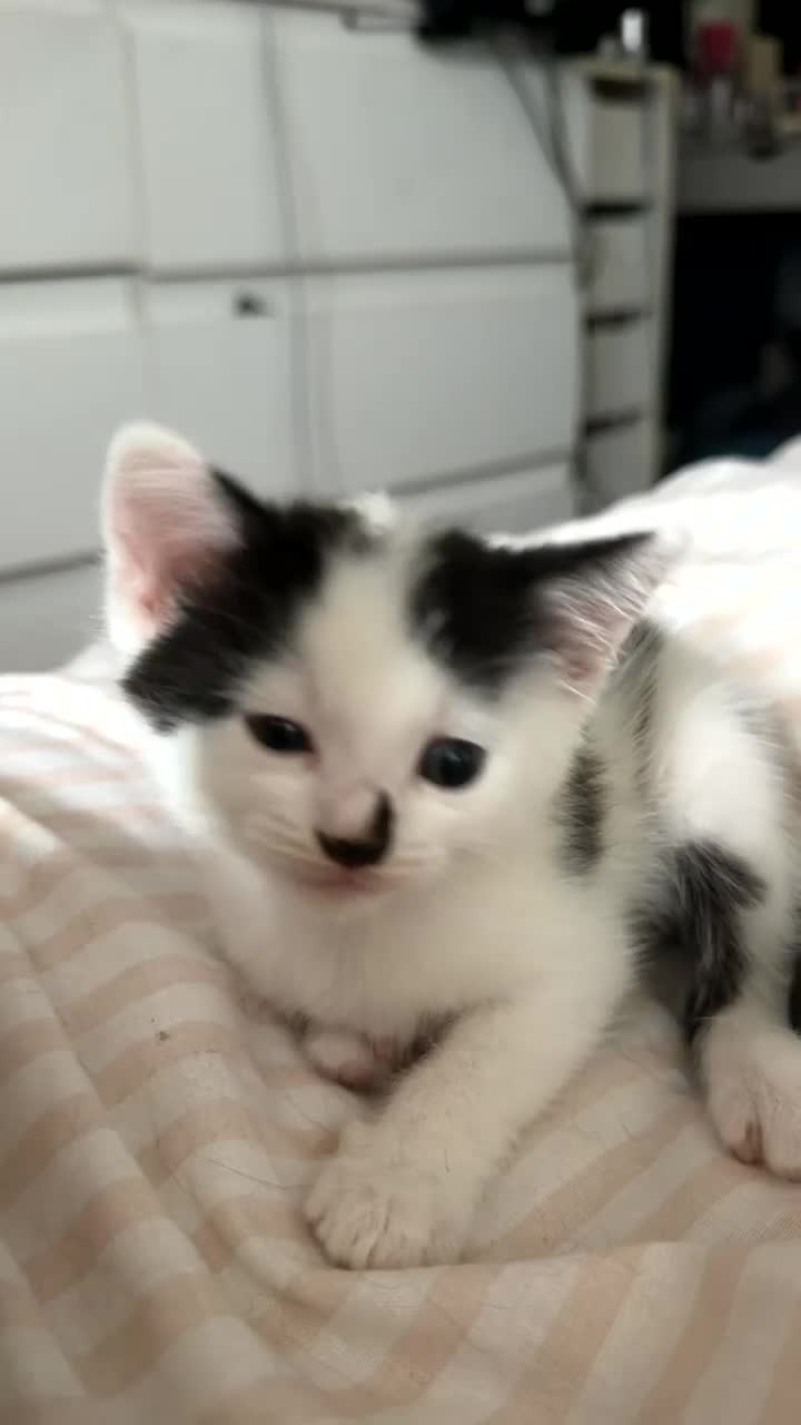 Mixed Breed cats for sale: kittens - Video 1