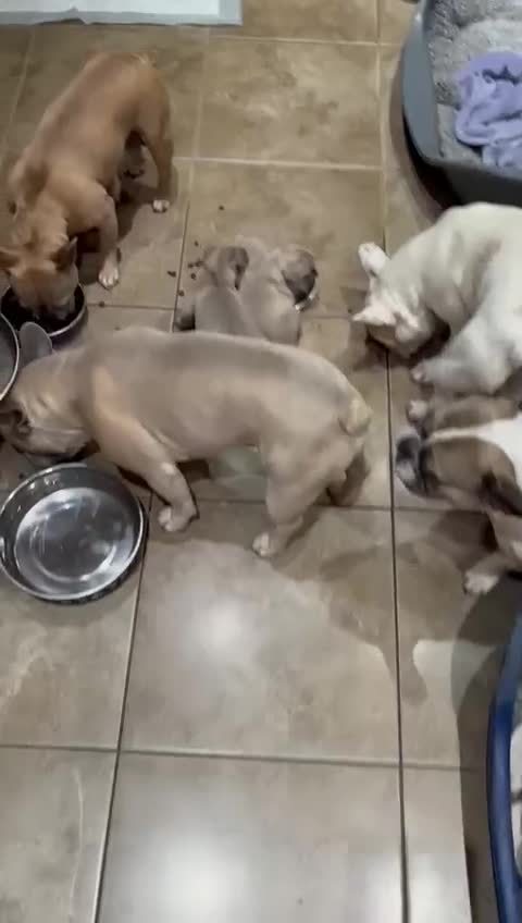 French Bulldog dogs for sale: Ready to leave - Video 1