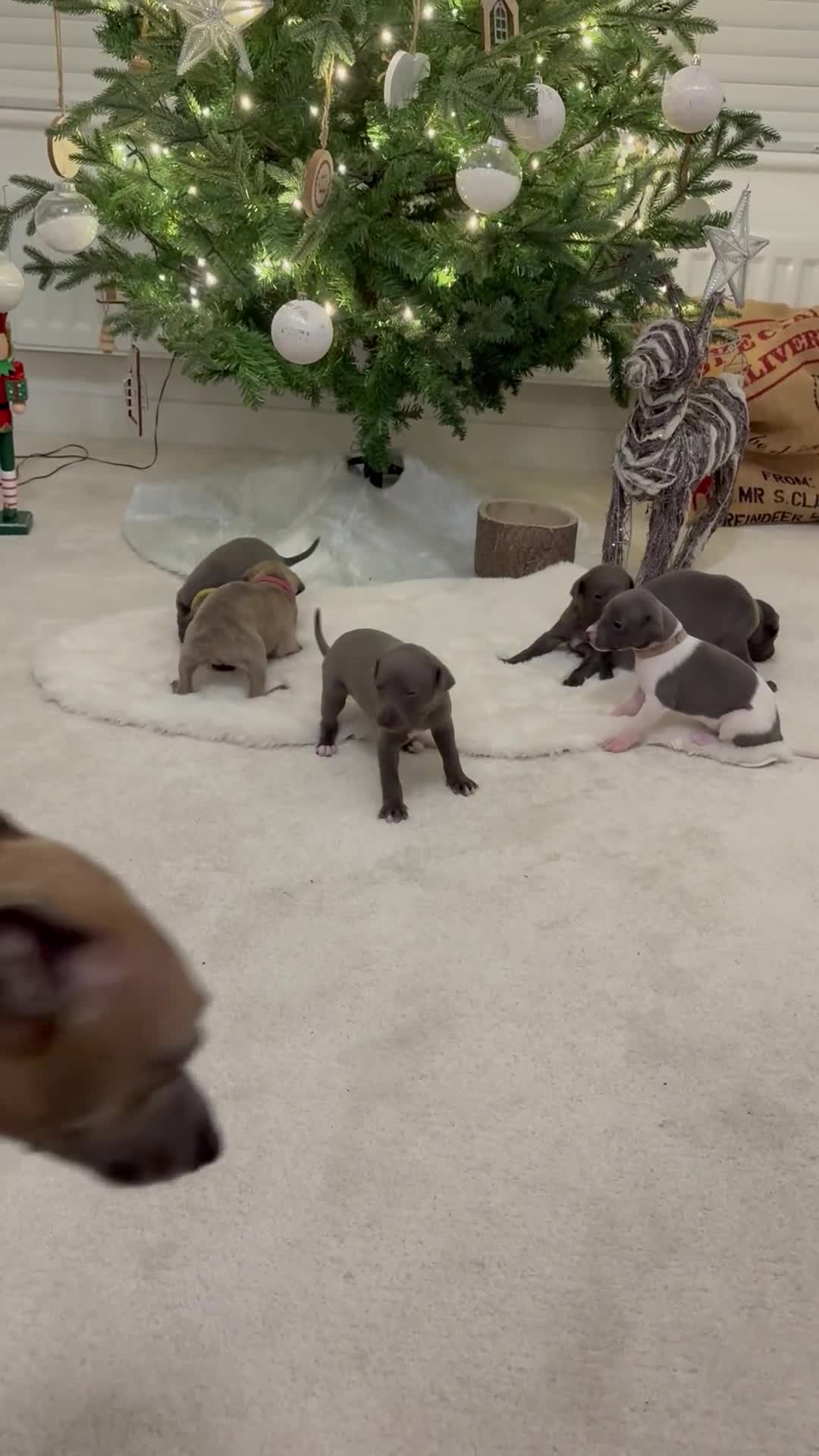 Whippet dogs for sale: beautiful KC whippets  - Video 1