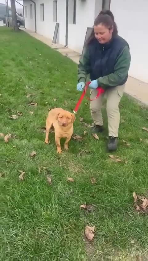 Mixed Breed dogs for adoption: 💛 Please Don’t Scroll Past Me… 🐾 - Video 1