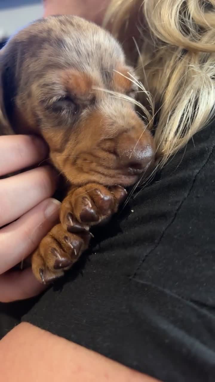 Miniature Dachshund dogs for sale: Miniature Dachshunds  - Video 1
