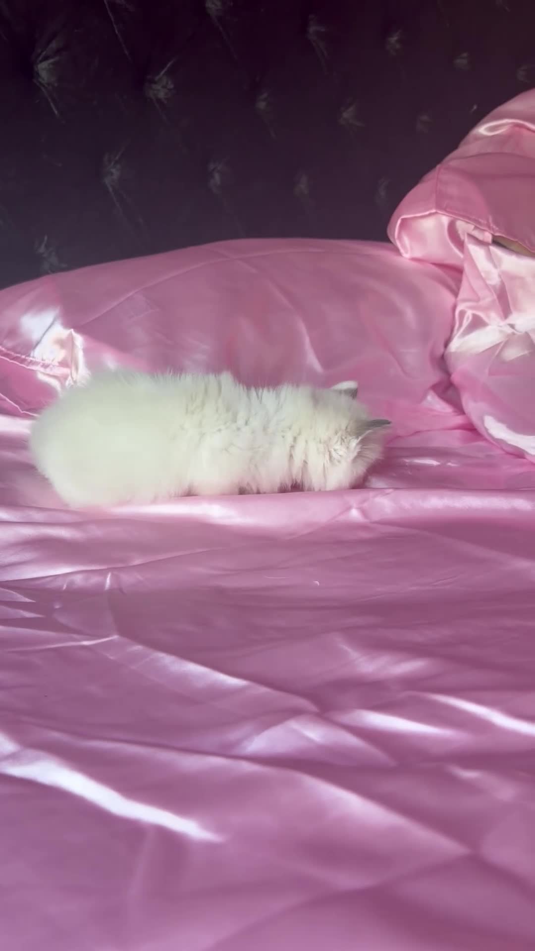 Ragdoll cats for sale: 🤍Pure Breed Ragdolls-last bicolour boy left 🤍 - Video 3