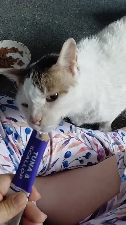 Mixed Breed cats for adoption: Affectionate Indoor rescue Big Snowy - Video 1