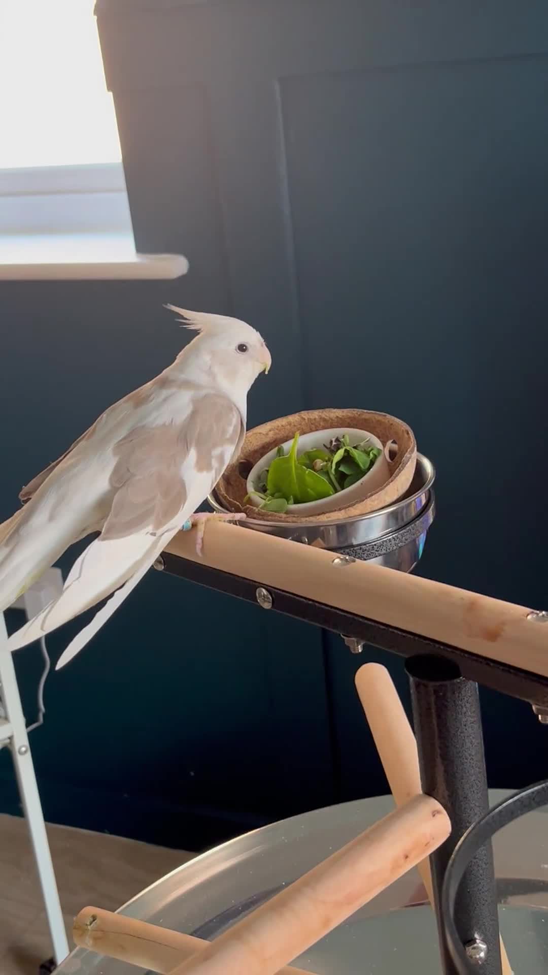 Cockatiels birds for sale: Female cockatiel 2 year old in Burton-on-Trent - Video 1