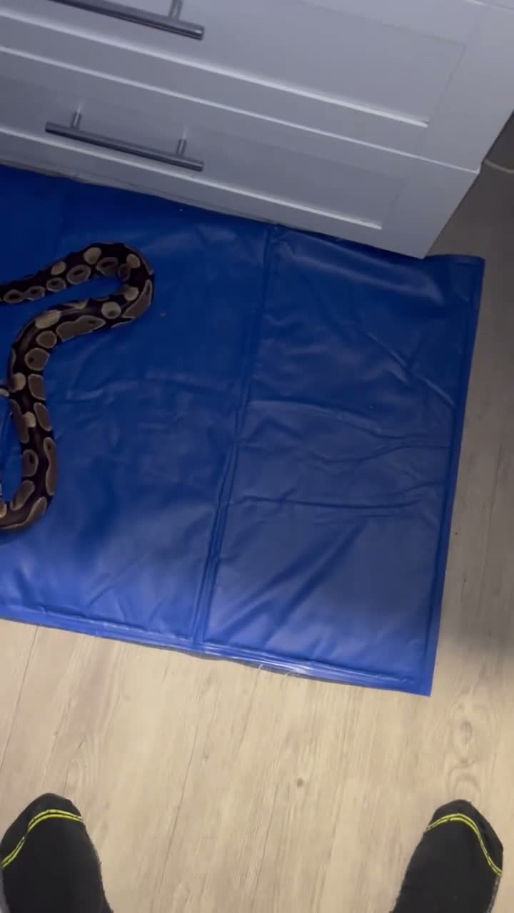 Python Snake reptiles for sale: Royal python snake  in Dewsbury - Video 1