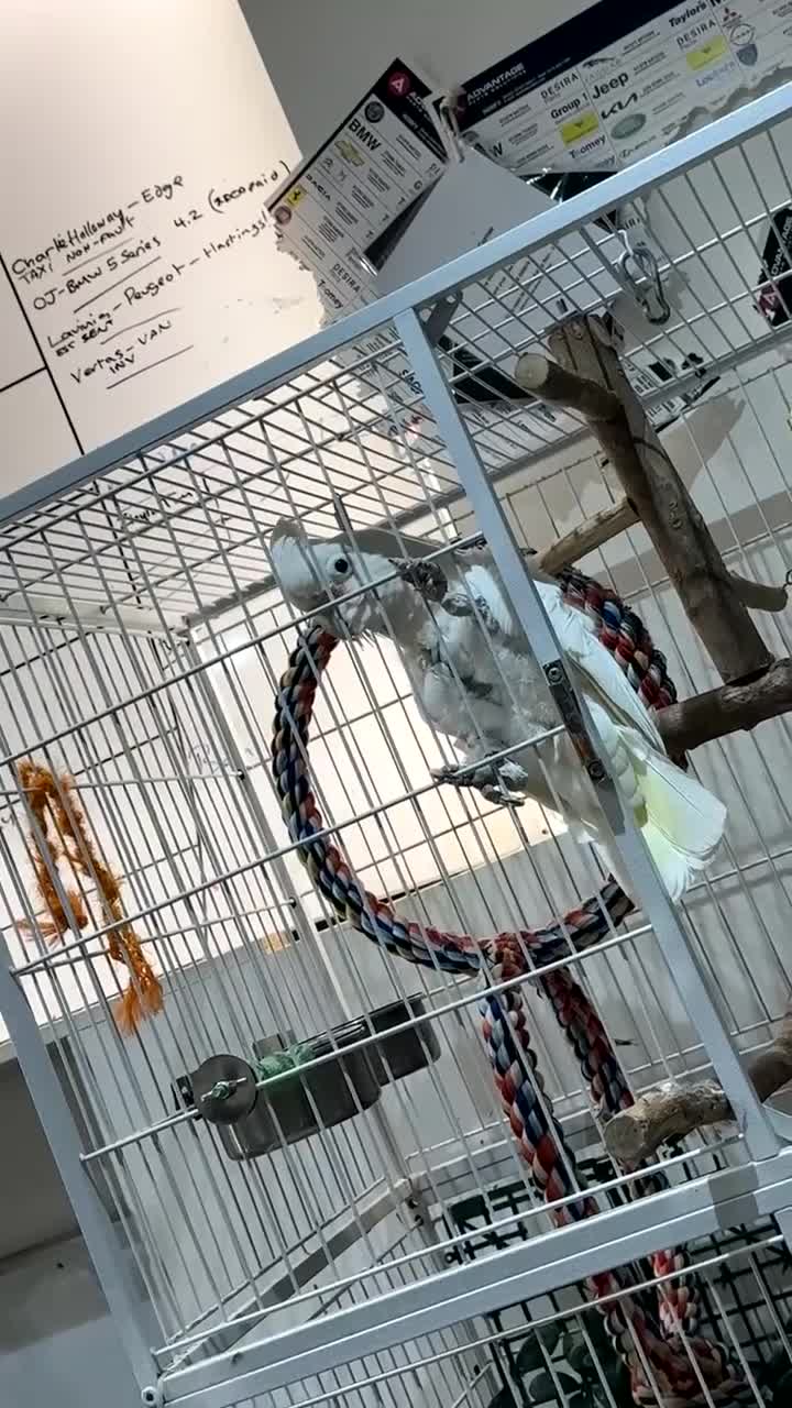 Cockatoo birds for sale: cockatoo gofins - Video 3