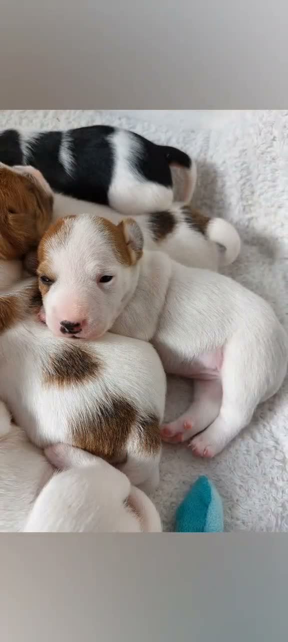 Jack Russell dogs for sale: Adorable Jack Russells - Video 1