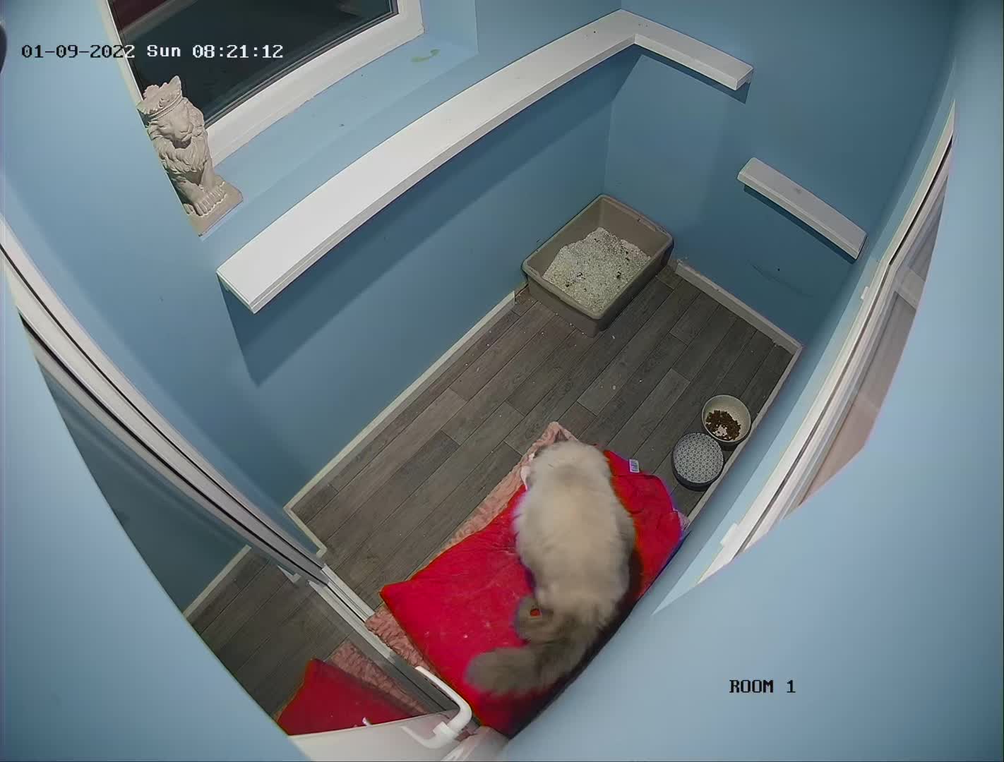 Ragdoll cats for stud: VERY LARGE PROVEN STUD kittens available  in Brighouse - Video 1