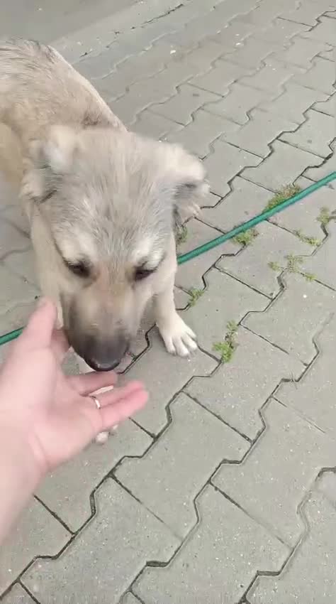 Mixed Breed dogs for adoption: 🐾 WINNIE - a Lovely young Girl, for a Loving Home - Video 1