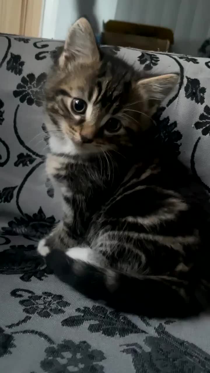 Siberian cats for sale: Gorgeous Male Kitten Ready to go. - Video 1