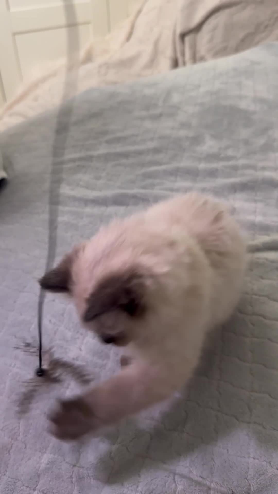 Ragdoll cats for sale: Stunning Ragdoll Kittens - Video 3