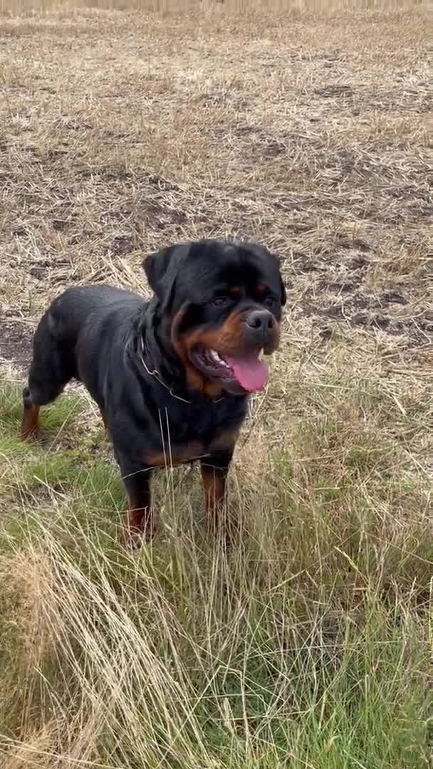 Rottweiler dogs for stud: ABSOLUTELY BEAUTIFUL KC Health Tested *FOR STUD* in Mansfield - Video 5