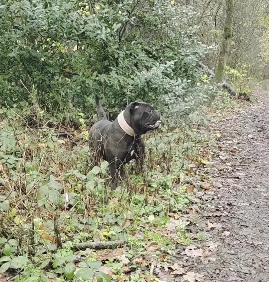 Olde English Bulldogge dogs for sale: Olde english bulldog female  - Video 1
