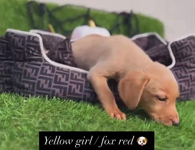 Labrador Retriever dogs for sale: Labrador pups  - Video 4