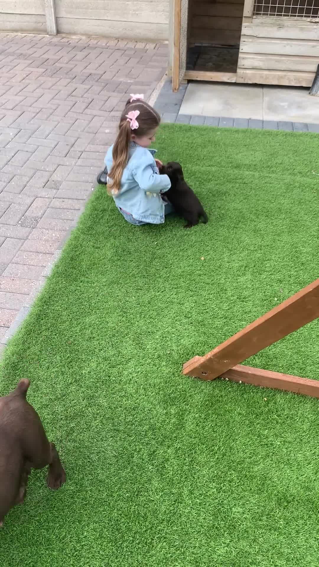 Cocker Spaniel dogs for sale: KC Working cocker spaniel puppies  - Video 1