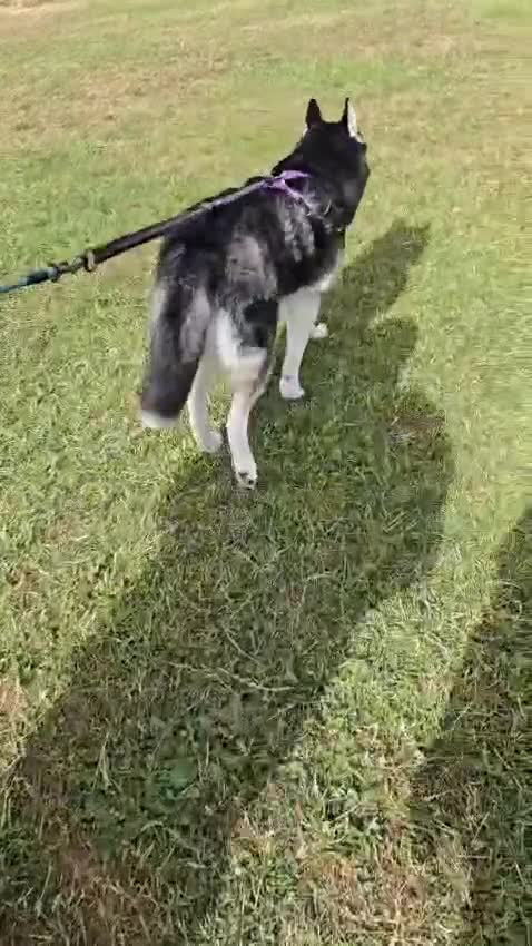 Siberian Husky dogs for sale: Siberian Husky  - Video 1