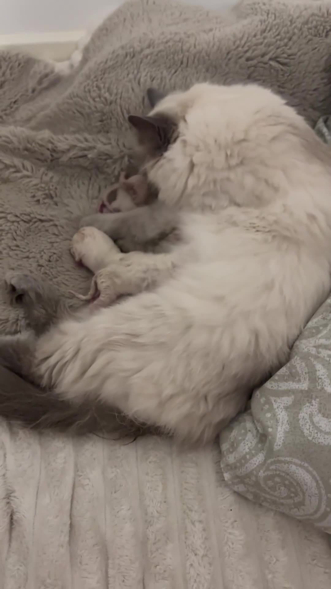 Ragdoll cats for sale: Ragdoll - Video 3