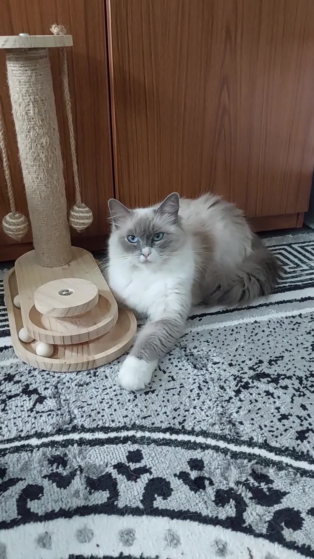 Ragdoll cats for sale: Beautiful Ragdoll Princess  - Video 5