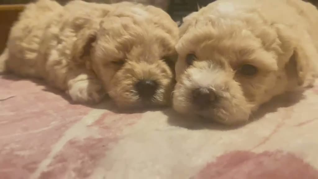 Maltipoo dogs for sale: 🐾our adorable F1 Maltipoo twin puppies🐾 - Video 1