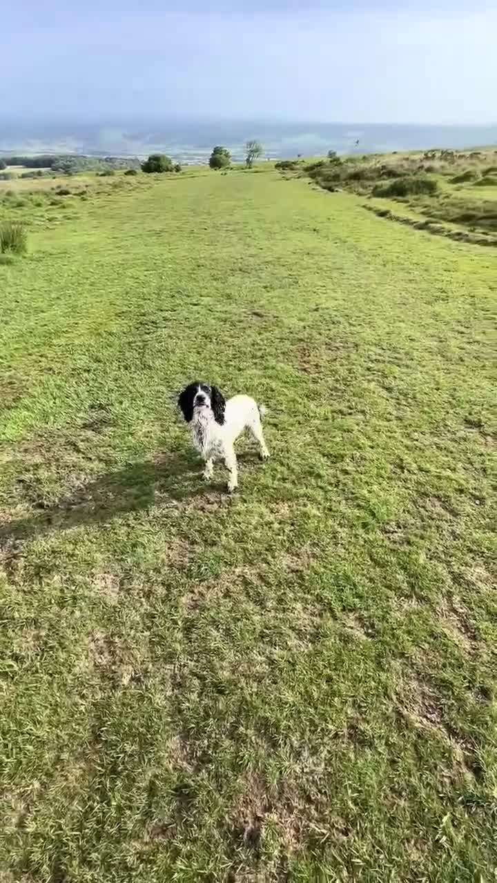 Cocker Spaniel dogs for sale: KC working cockers, FTCH lines in Winscombe - Video 2