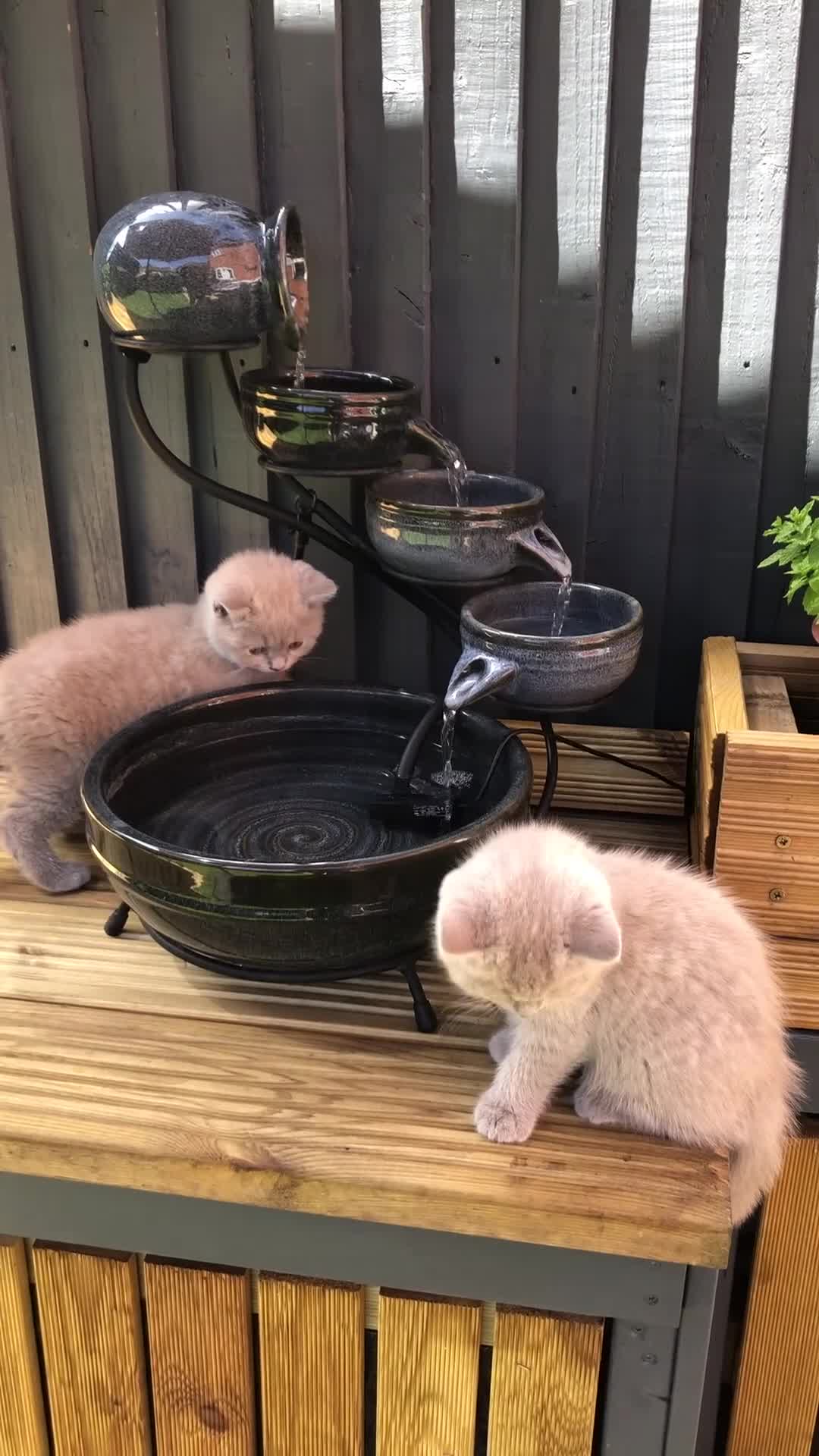 British Shorthair cats for sale: READY TO LEAVE Champion bloodline pedigree kittens - Video 1