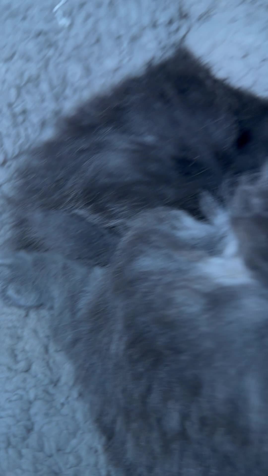 Maine Coon cats for sale: ACTIVE BREEDING KITTENS (3 girls left) - Video 2