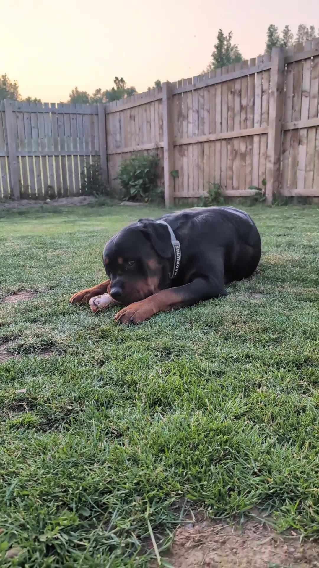 Rottweiler dogs for stud: Proven big boy ready for stud - Video 1
