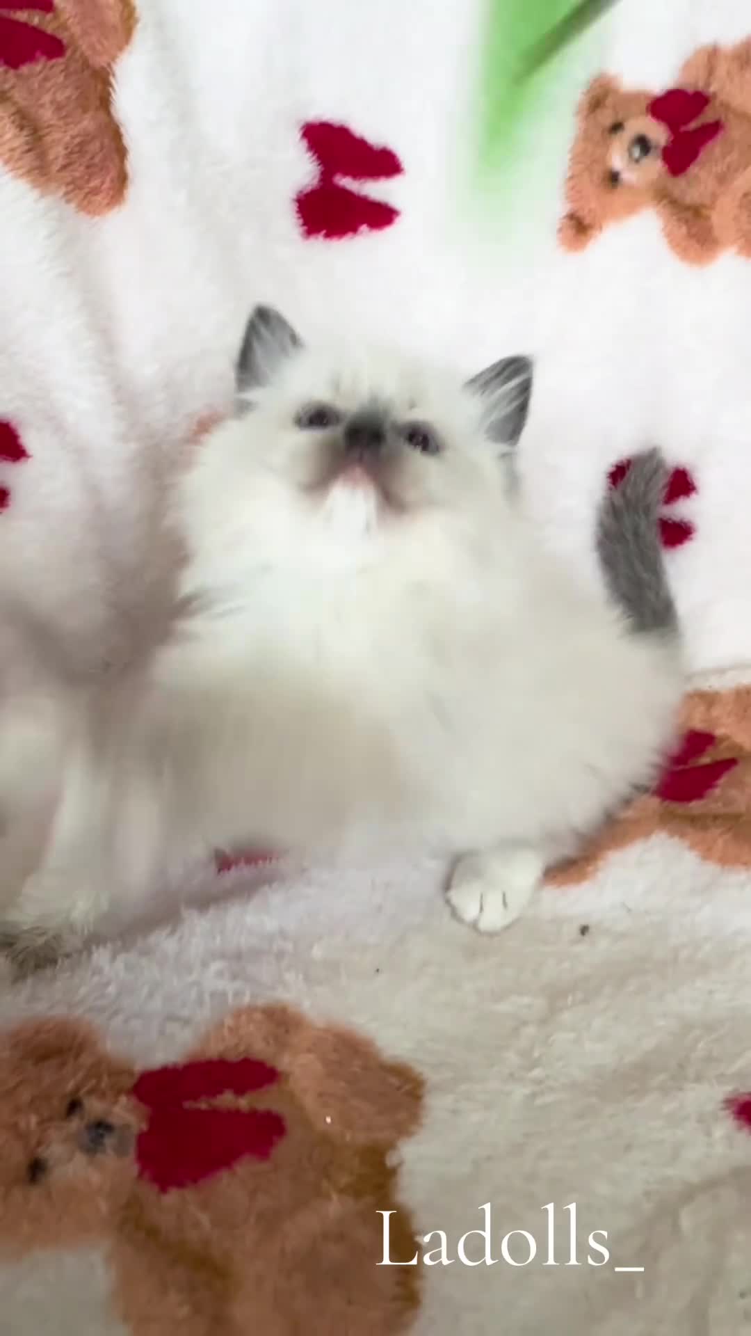 Ragdoll cats for sale: 🐾 Beautiful Blue-Eyed kittens 🐾 - Video 1