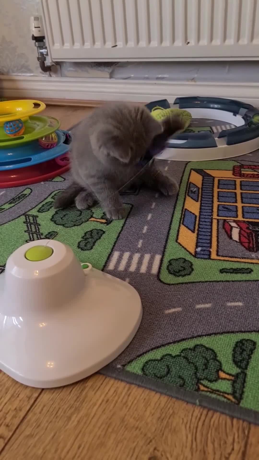 British Shorthair cats for stud: FOR MATING ONLY. Registered GCCF Quality Boy . - Video 4