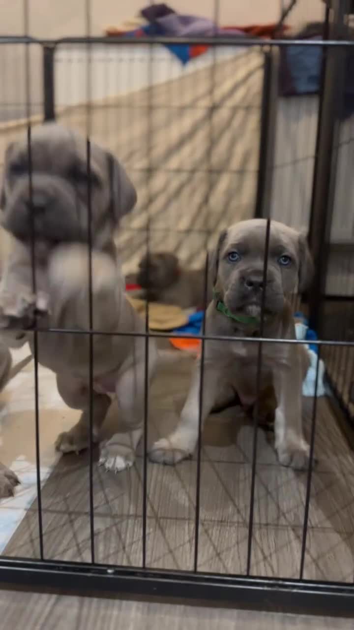 Cane Corso dogs for sale: 🏆 Proven Cane Corso Litter Due August 2026 🏆 - Video 1