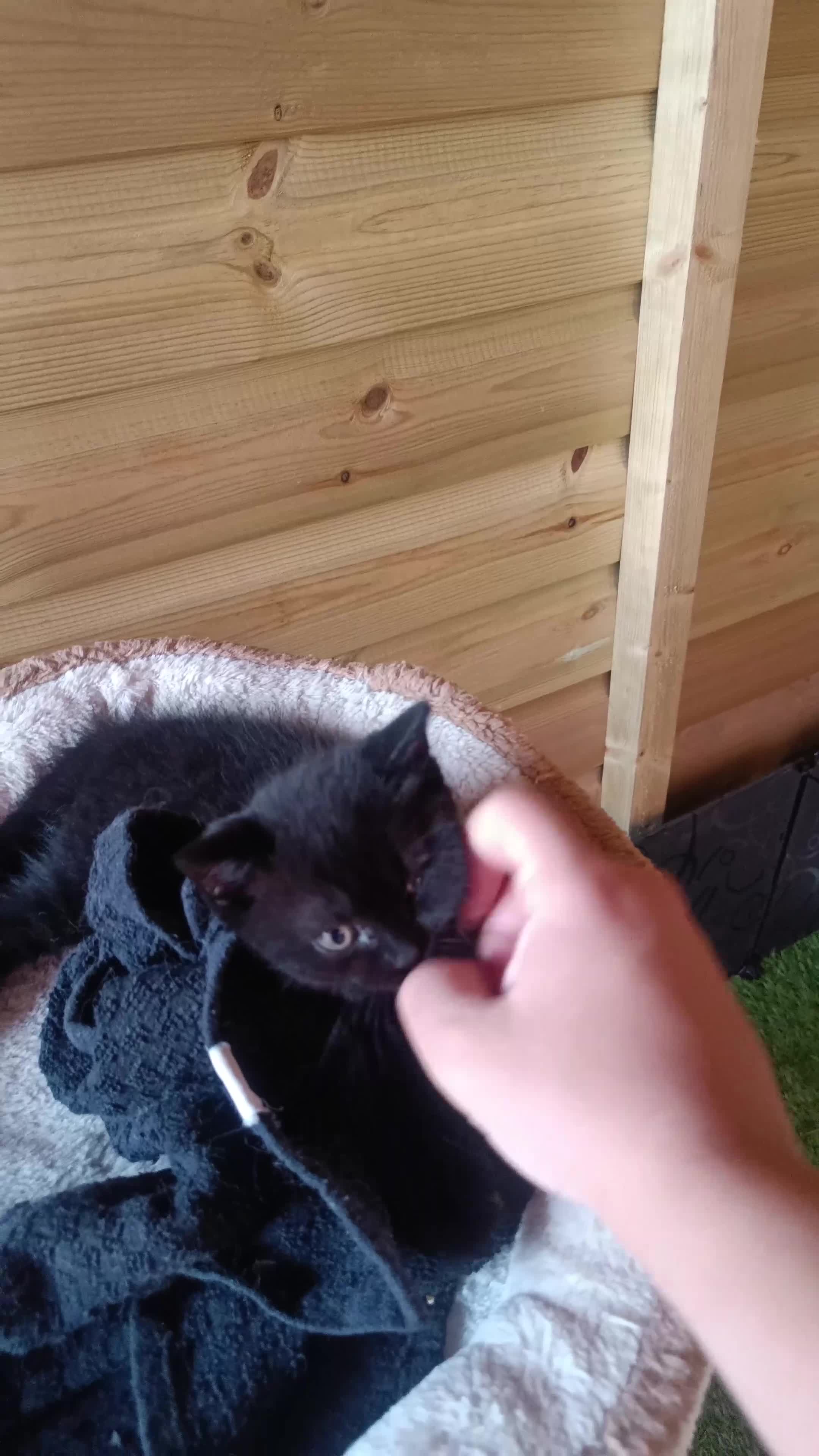 British Shorthair cats for sale: British shorthair x - Video 5