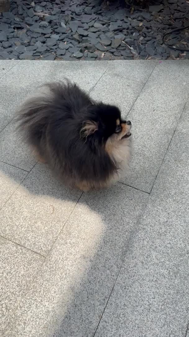 Pomeranian dogs for stud: BLACK & TAN STUD in London - Video 1