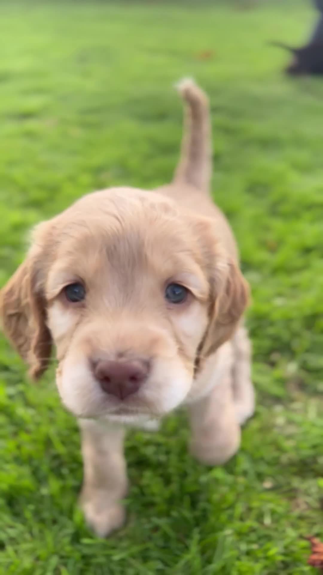 Cocker Spaniel dogs for sale: Beautiful working cocker spaniels - Video 2