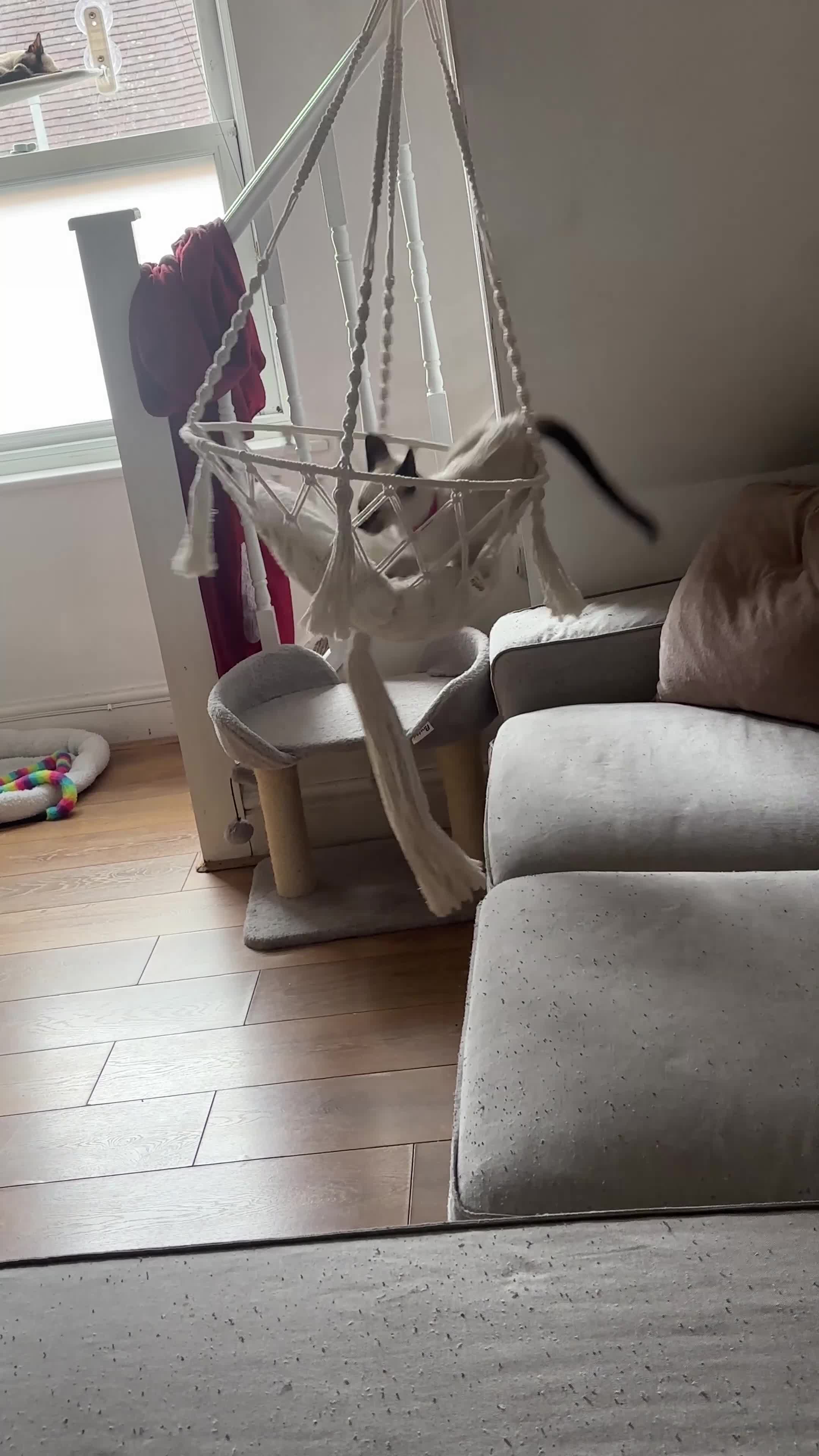 Siamese cats for sale: 1 Siamese Girl Kitten Left - Video 2
