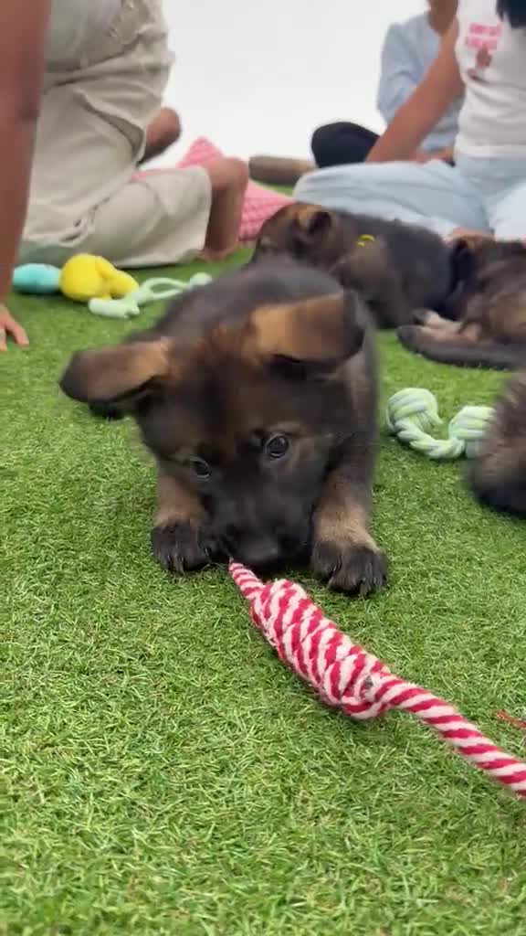 German Shepherd dogs for sale: ELITE KC REG CZECH WORKING LINE GSD PUPPIES 🏆 - Video 3