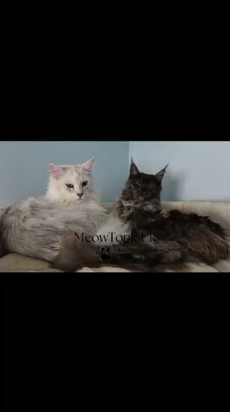 Maine Coon cats for sale: Beautiful pedigree Mainecoon kittens - Video 1