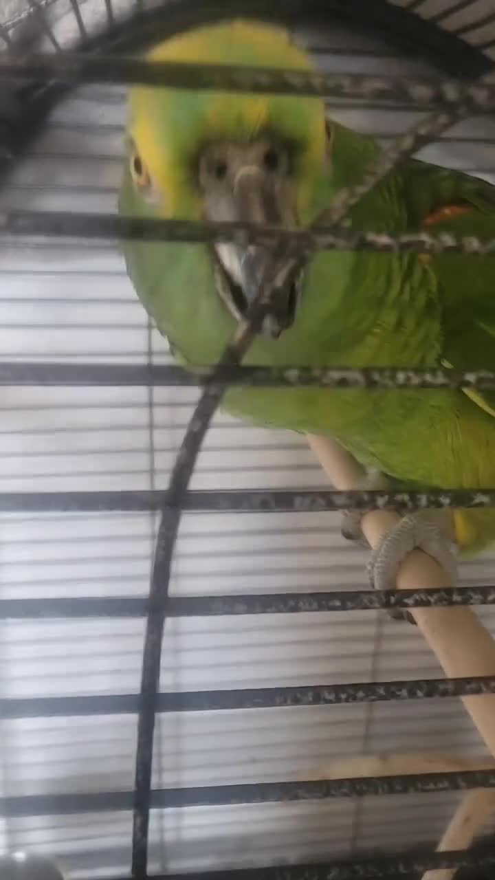 Parakeets birds for sale: Blue fronted amazon - Video 2