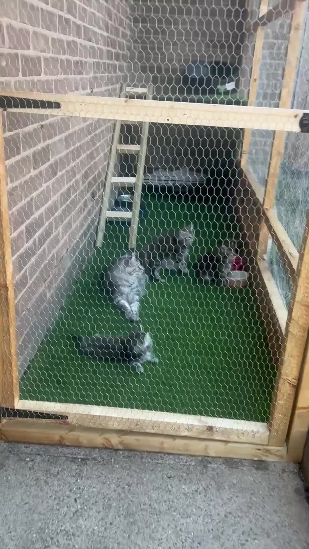 Maine Coon cats for sale: Maine coon kittens  - Video 1
